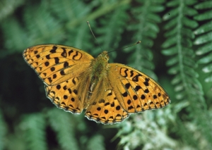 Mariposa