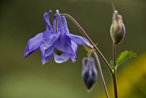 Aquilegia