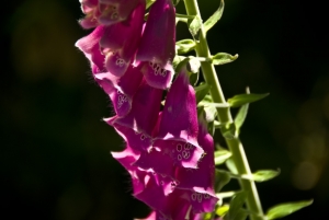 Digitalis