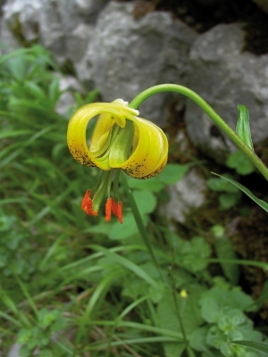 Lilium pyrenaicum