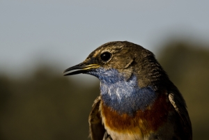 Pechiazul