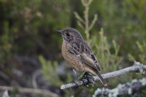 Tarabilla hembra