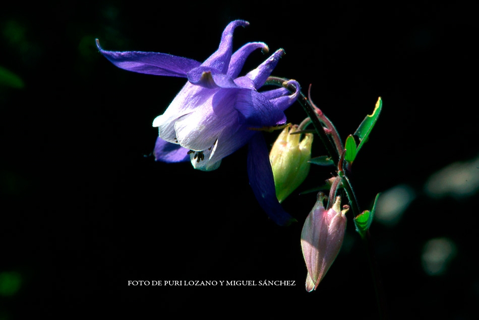 Aquilegia
